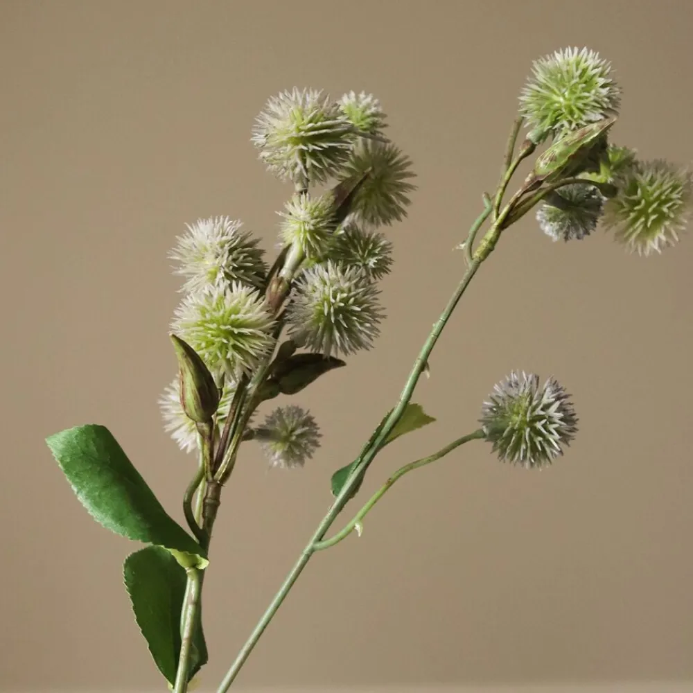 Botané Echinops Ritro Thistle Ball Clearance