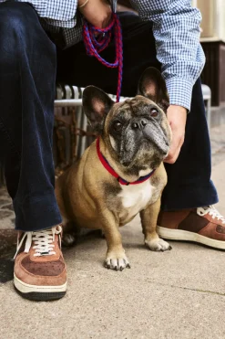 Dogs Collar Flat-M/L-Red, blue>Hay New