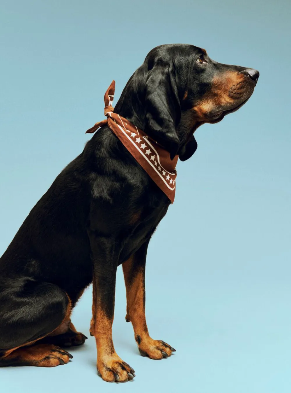 Dogs Scarf Recycled-55 x 55-B>Hay Discount