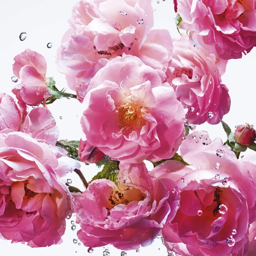 DIOR Miss Rose N'Roses Eau de toilette No color