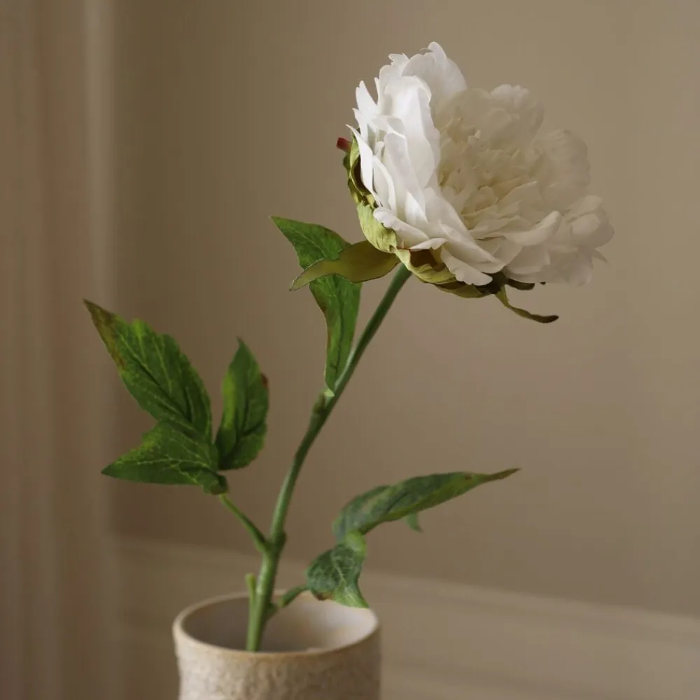 Peony Flower>Botané Best