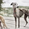OYOY Living Design Robin Hundehalsbånd - Ekstra Stor Hot