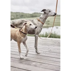 Robin Hundehalsbånd - Lille><noscript><img width=