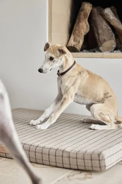 Robin Hundehalsbånd - Stor><noscript><img width=