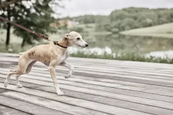 Robin Hundehalsbånd - Stor><noscript><img width=