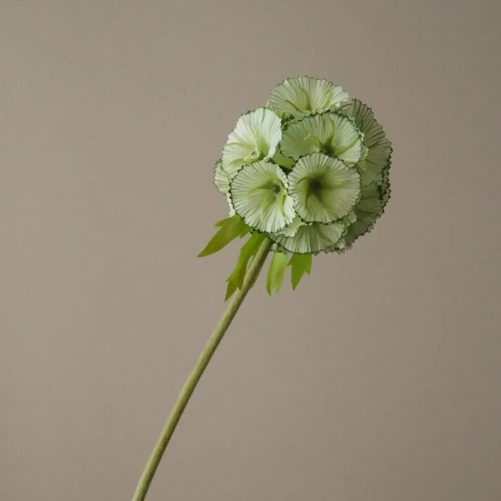 Scabiosa Seed Pod Flower>Botané Discount