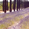 Single Flowers Perfume Solid parfume - Lavender No 21 Hot