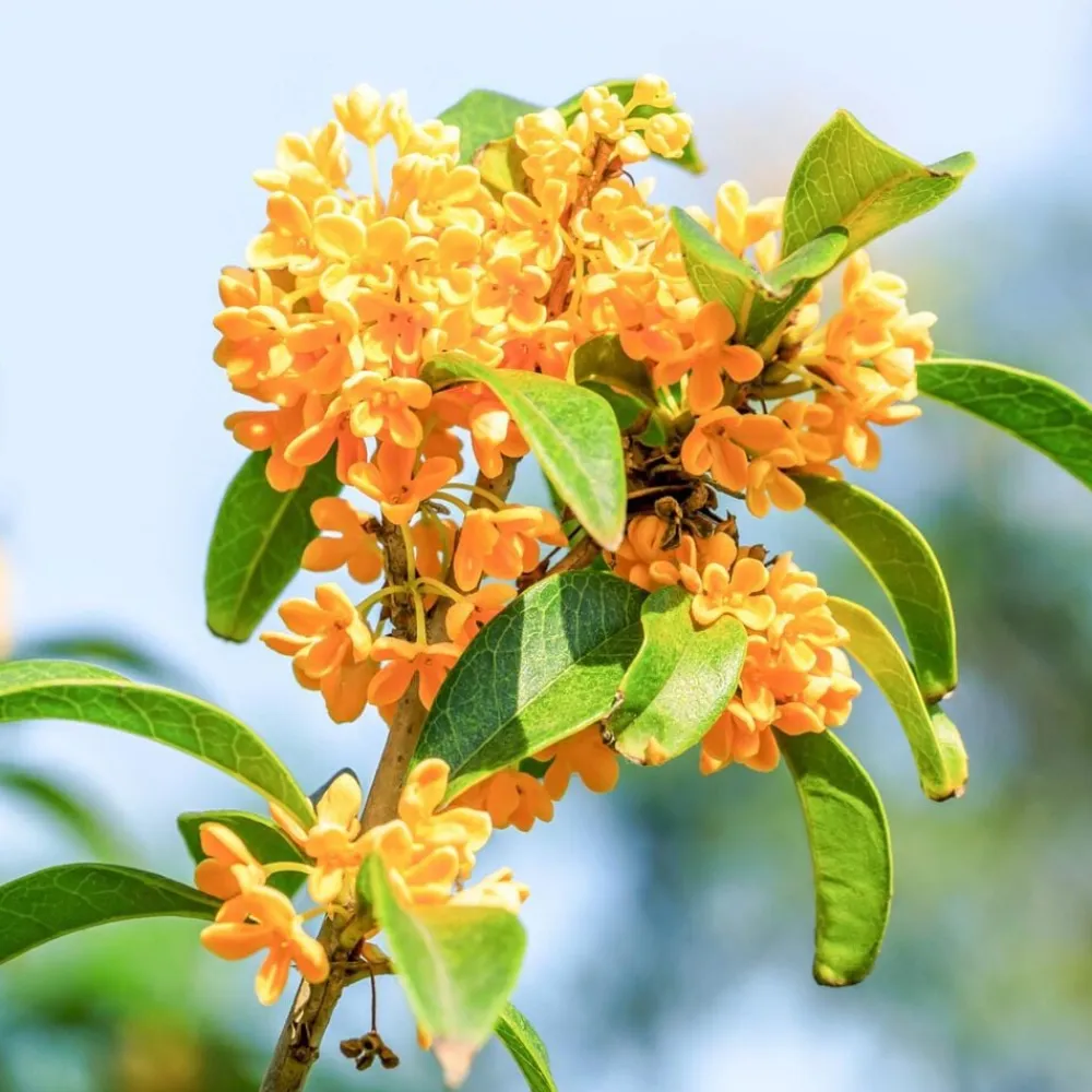 Solid parfume - Osmanthus No. 30>Single Flowers Perfume Outlet