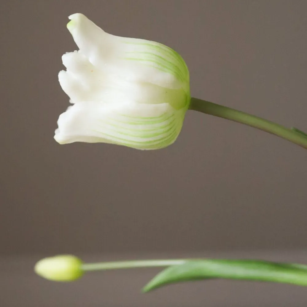 Botané Triumph Tulip Bouquet Online
