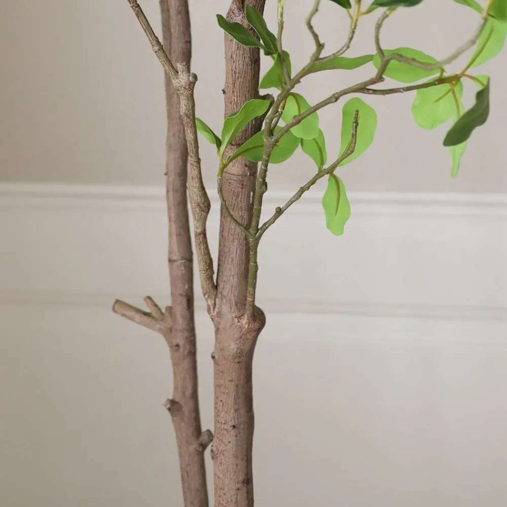 Tropical Almond>Botané Sale